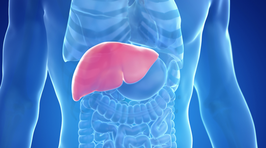 Render of a person with liver highlighted to emphasis the anti-inflammatory benefits of the probiotic case study