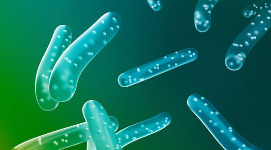 Probiotic Lactobacillis illustration