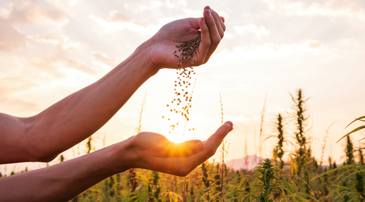 Pouring hemp seed in a field