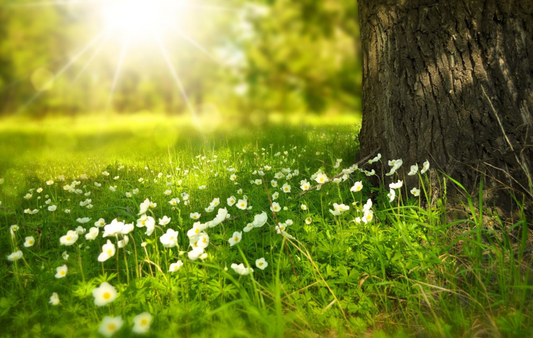 Spring season with field filled with blossoming flowers