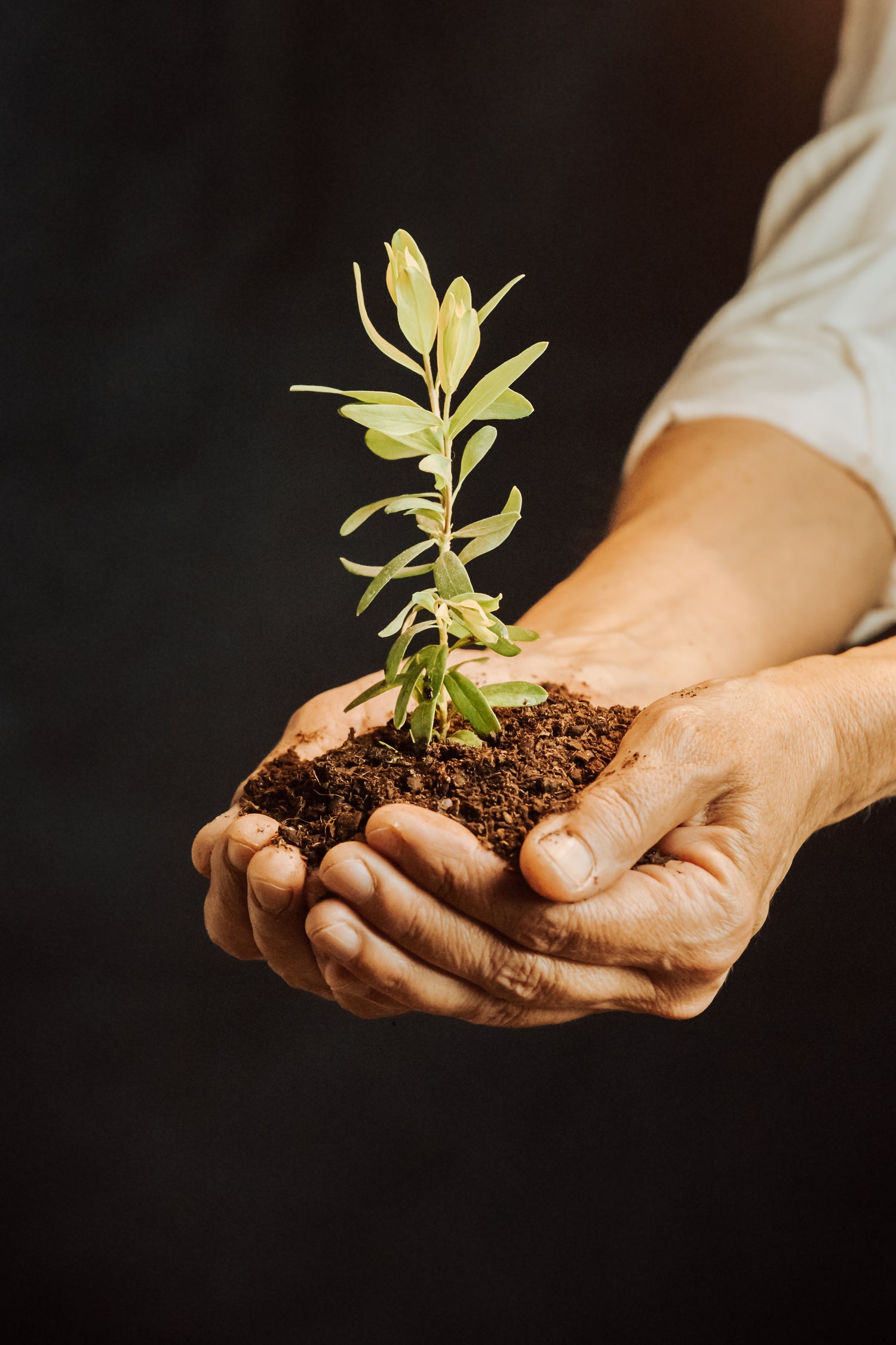 Hands up a small plant in dirt