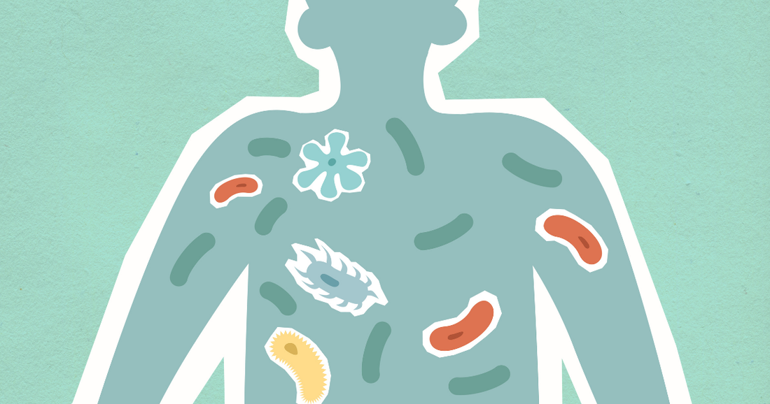 Various bacteria in the body
