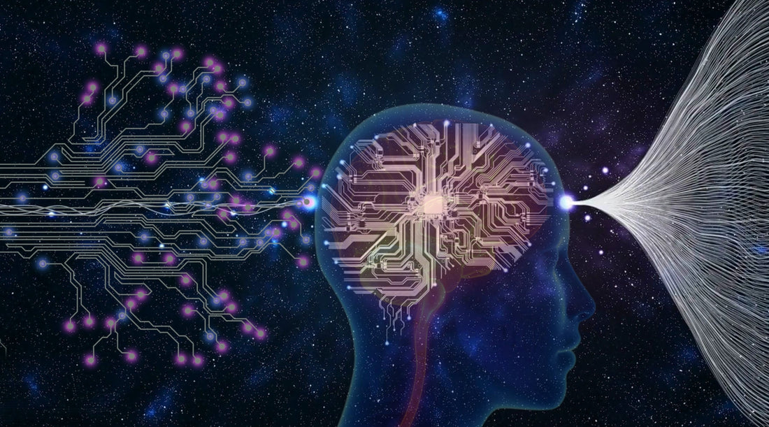 The brain and processes