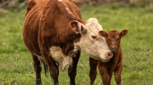 Why a "Liquid Gold" Substance for Cows Is Making Waves Among Humans