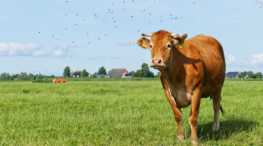 Fermented Colostrum