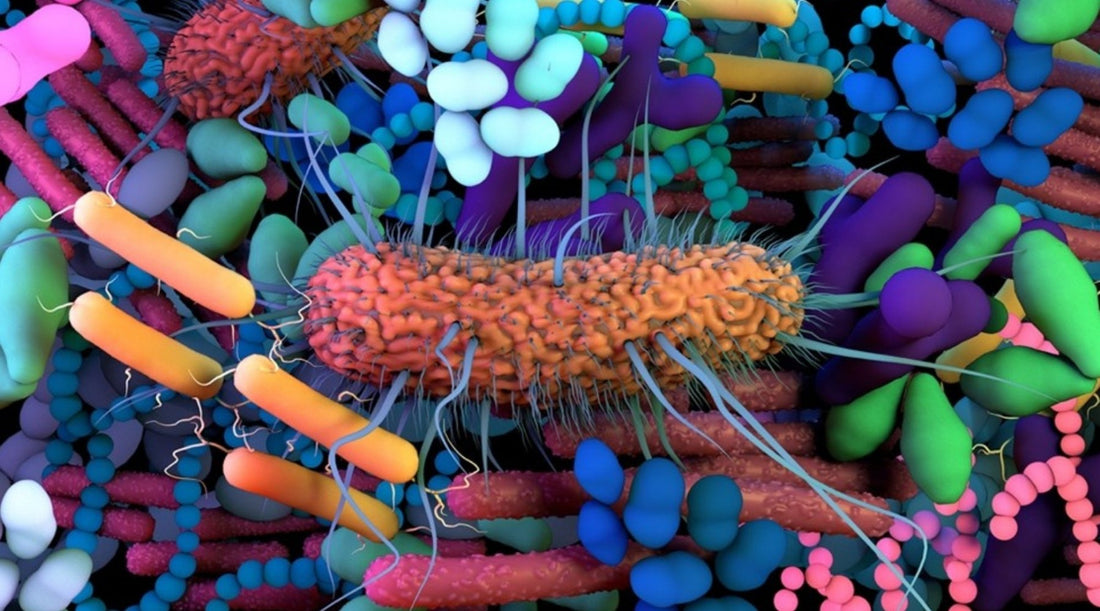 Gut Microbiome & Women’s Health: Restoring Balance Naturally