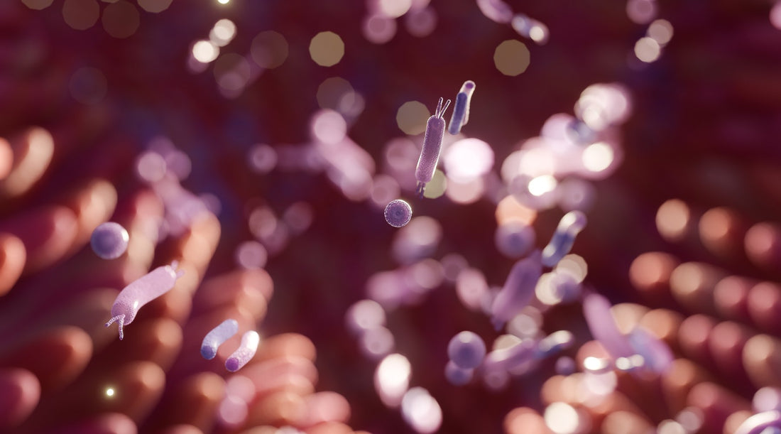 Gut microbiome coloured pink