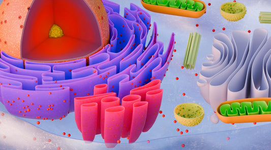 mitochondria