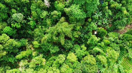 Tropical country 